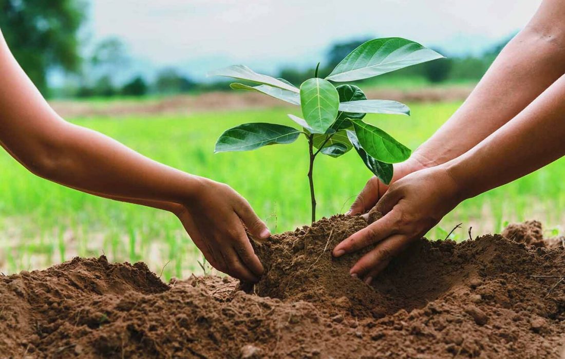 راه‌اندازی پویش و رزمایش‌های طرح کاشت یک میلیارد درخت در دهه فجر