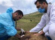 ارائه ۳۳ میلیون خدمت رایگان به مناطق روستایی و عشایر توسط جهاد دامپزشکی