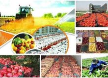 بهبود شرایط بخش کشاورزی در گرو توانمندسازی شبکه عظیم تعاون روستایی کشور