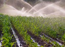 هدفگذاری کاهش مصرف آب کشاورزی به ۵۱ میلیارد مترمکعب در سند امنیت غذایی