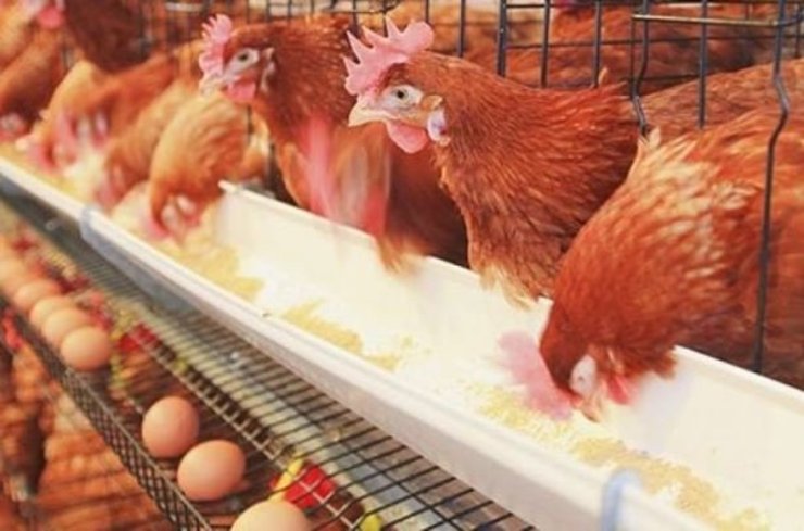 رویکرد اقتصاد مقاومتی بازار مرغ و تخم‌مرغ را نجات می‌دهد