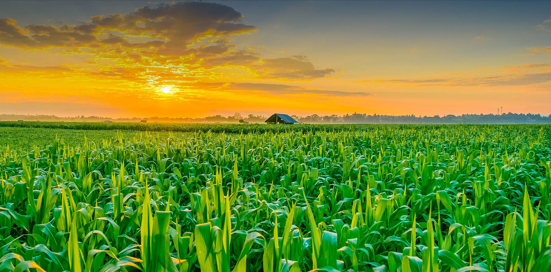 تولید 130 میلیون تن محصول کشاورزی در سال 99