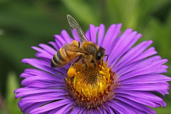 اختصاص 17 هزار تن شکر برای زمستان گذری زنبورداران کشور
