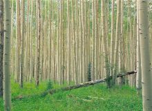 ۱۰۰ هزار هکتار زراعت چوب در ناحیه رویشی زاگرس طی ۶ سال