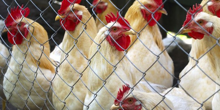 شاخص هزینه تولید مرغ 30 درصد افزایش یافت