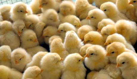 انتقاد از ممنوعیت صادرات تخم مرغ برای تنظیم بازار