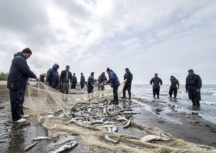 صید 11 هزار تن ماهی استخوانی در دریای خزر