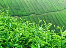 پیش بینی افزایش ۴ هزار تنی تولید برگ سبز چای به رغم کاهش بارندگی