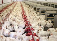 درخواست مرغداران برای حذف ارز ۴۲۰۰ تومانی واردات نهاده