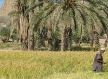 خوزستان حاصلخیز چگونه به استانی خشک تبدیل شد؟