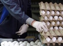 برنامه‌های غلط وزارت جهاد بازار تخم‌مرغ را به هم ریخت