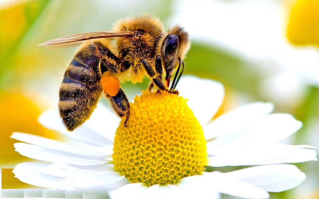 درخواست مستثنی شدن زنبورداران از اخذ کد شناسه یکتا و کد رهگیری حمل خودرویی هنگام کوچ
