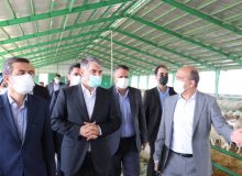 افتتاح پروژه زنجیره تولید گوسفند داشتی پربازده در سرخه با حضور وزیر جهاد کشاورزی