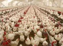 تأمین گوشت مرغ در ماه مبارک رمضان