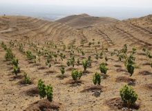 کاشت ۵۰۰ میلیون اصله نهال در پویش ایران سرسبز