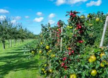 ساماندهی و استانداردسازی تولیدات باغی با شناسنامه‌دار کردن‌ باغات