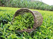 خرید بیش از ۱۴ هزار تن برگ سبز چای از چایکاران کشور