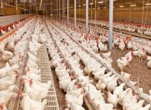 تفاهم‌نامه همکاری نظام مهندسی کشاورزی و اتحادیه مرغداران گوشتی