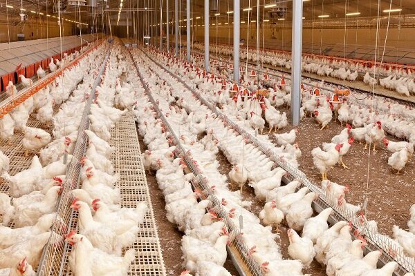 تعیین قیمت مرغ زنده توسط قرارگاه امنیت غذایی