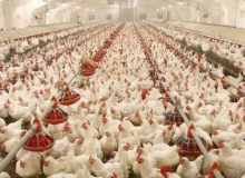 تضمین دولت برای خرید مرغ مازاد مرغداران