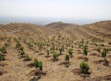 آغاز حمایت‌های مالی صنایع از طرح مردمی کاشت یک میلیارد درخت