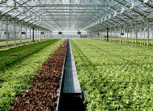 واگذاری ۸ هزار هکتار اراضی شهرک‌های کشاورزی برای احداث گلخانه به مردم
