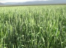 اجرای طرح جهش تولید در تمام دیمزارهای آذربایجان شرقی در کشت بهاره