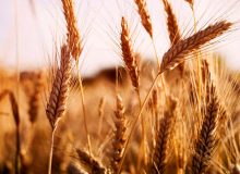 پیش‌بینی تولید ۱۲ میلیون تن گندم در سال جاری