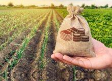آمادگی صندوق بیمه کشاورزی برای حمایت از اجرای الگوی کشت محصولات باغی