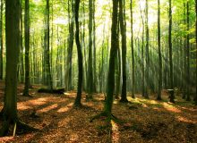 نرخ زنده‌مانی جنگل در ایران بیش از ۶۵ درصد