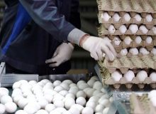 رکورد صادرات تخم‌مرغ شکسته شد