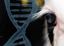 توزیع مواد ژنتیکی 6 رأس گاو برتر دنیا از نیمه دوم مردادماه