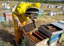 پیش‌بینی تولید بیش از 141 هزار تن عسل در سال جاری