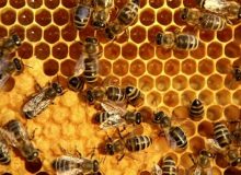کاهش سطح تخم‌ریزی ملکه زنبور عسل در اثر گرما