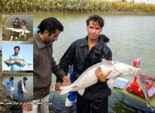 پیش‌بینی تولید ۲۰ هزار تن آبزی از آب‌های داخلی سیستان و بلوچستان