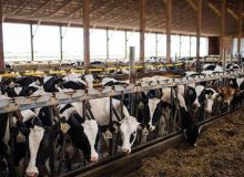 22 درصد افزایش تعداد گاو، گوساله و تولیدات آن‌ها