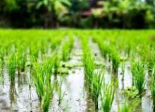 اقدامات وزارت جهاد کشاورزی برای افزایش تولید برنج
