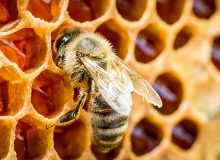 پیش‌بینی ایجاد ۴۷ زنجیره ارزش محصولات زنبور عسل در برنامه هفتم توسعه