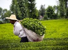 حمایت‌های دولت سیزدهم از صنعت چای کشور