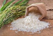 دستیابی به خودکفایی برنج با توسعه کشت ارقام پرمحصول
